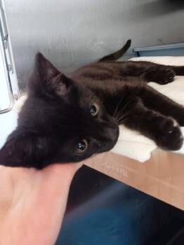 DOM -  Domestic Short Hair Cat for Adoption in Seymour, Indiana - DOM | PetCurious