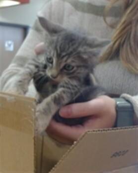 LOL -  Domestic Short Hair Cat for Adoption in Louisville, Kentucky - LOL | PetCurious