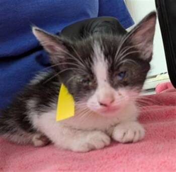 EMILY PRENTISS -  Domestic Short Hair Cat for Adoption in Camarillo, California - EMILY PRENTISS | PetCurious