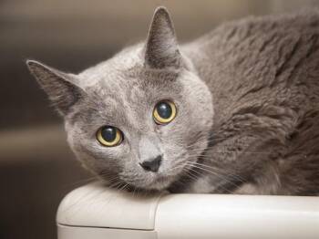 PATRICIA -  Domestic Short Hair Cat for Adoption in Phoenix, Arizona - PATRICIA | PetCurious