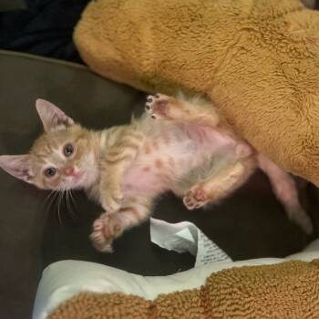 Rescue Domestic Short Hair Cats for Adoption in Monroe, Michigan - Crabgrass | PetCurious