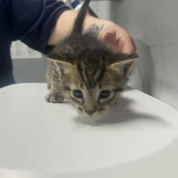 Domestic Short Hair Cats Available for Adoption in Summerville, South Carolina - Bing | PetCurious