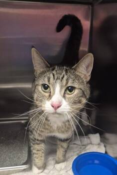 Domestic Short Hair Cats Available for Adoption in Decatur, Illinois - KUTCHER | PetCurious