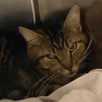 Grey Face -  Domestic Short Hair Cat for Adoption in Philadelphia, Pennsylvania - Grey Face | PetCurious