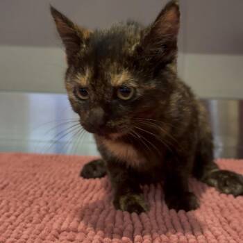 Bunny* -  Domestic Short Hair Cat for Adoption in San Gabriel, California - Bunny* | PetCurious