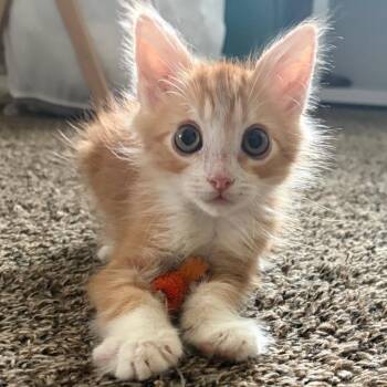 Jim -  Domestic Long Hair Cat for Adoption in Las Vegas, Nevada - Jim | PetCurious