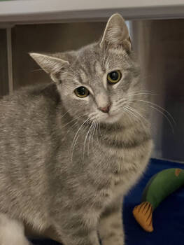 Rescue Domestic Short Hair Cats for Adoption in Twinsburg, Ohio - Et Cetera | PetCurious