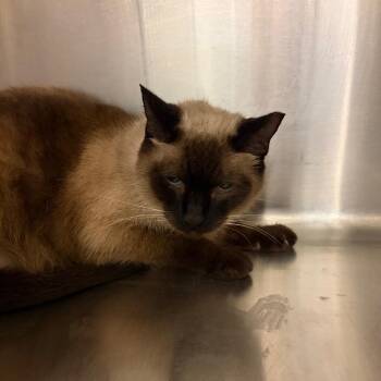 Domestic Short Hair Cats Available for Adoption in Chattanooga, Tennessee - Chartreuse | PetCurious