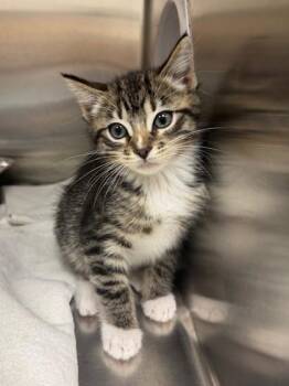 Domestic Short Hair Cats Available for Adoption - Edward | PetCurious