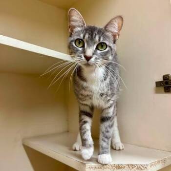 Tilapia -  American Shorthair Cat for Adoption in Bethel, Connecticut - Tilapia | PetCurious