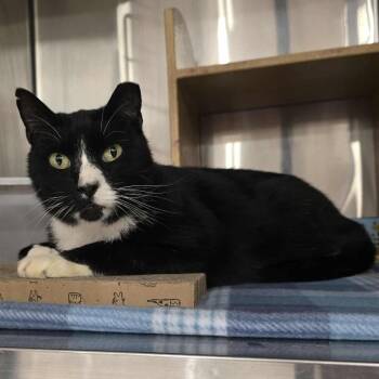 Rescue Domestic Short Hair Cats for Adoption in Warr Acres, Oklahoma - Skyfall | PetCurious