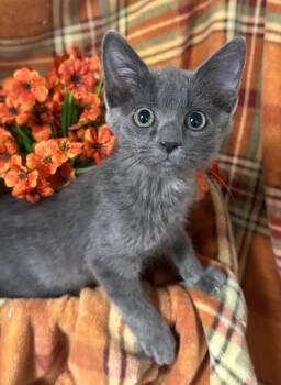 7/20/26 Bronco -  Domestic Short Hair Cat for Adoption in Stillwater, Oklahoma - 7/20/26 Bronco | PetCurious