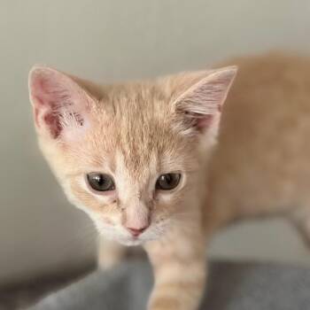 Lyle -  Domestic Short Hair Cat Available for Adoption in Chaska, Minnesota - Lyle | PetCurious