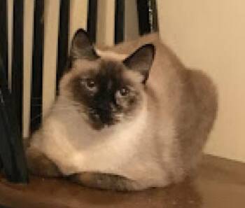 Rescue Siamese Cats for Adoption in Columbia, South Carolina - Zuzu | PetCurious