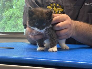 Kitten -  Ragdoll Cat for Adoption in Ossining, New York - Kitten | PetCurious