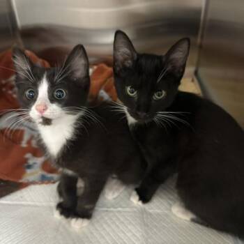 Shiloh -  Domestic Short Hair Cat for Adoption in Clearwater, Florida - Shiloh | PetCurious