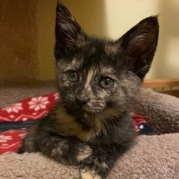 Rescue Domestic Short Hair Cats for Adoption in Evansville, Indiana - Pop | PetCurious