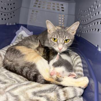 Mama Twizzler -  Domestic Short Hair Cat for Adoption - Mama Twizzler | PetCurious
