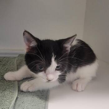 Eerie Black -  Domestic Short Hair Cat for Adoption in Phoenix, Arizona - Eerie Black | PetCurious