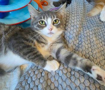 Elora -  Domestic Short Hair Cat for Adoption in Terrebonne, Quebec - Elora | PetCurious