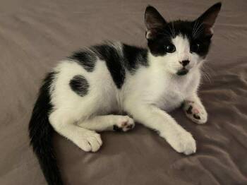Rescue Domestic Short Hair and Tuxedo Cats for Adoption in Boca Raton, Florida - Momo & Stamp BONDED | PetCurious