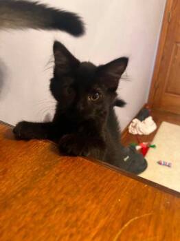 Bobby Flax -  Domestic Short Hair Cat for Adoption in Hobart, Indiana - Bobby Flax | PetCurious