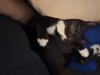 Ponzu -  Domestic Short Hair Cat for Adoption in Jacksonville, Florida - Ponzu | PetCurious