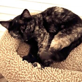 Domestic Short Hair Cats Available for Adoption in Grantsville, Utah - Black Velvet | PetCurious