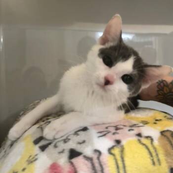 MG -  Domestic Short Hair Cat for Adoption in Saint Charles, Missouri - MG | PetCurious