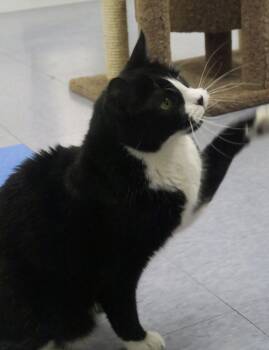 Rescue Domestic Short Hair Cats for Adoption in Harrison, New York - Oreo | PetCurious