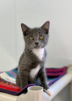 Aggie -  Domestic Short Hair Cat for Adoption in Kalamazoo, Michigan - Aggie | PetCurious