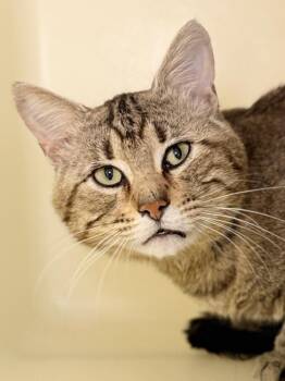 Arthur -  Domestic Short Hair Cat for Adoption in Menomonie, Wisconsin - Arthur | PetCurious