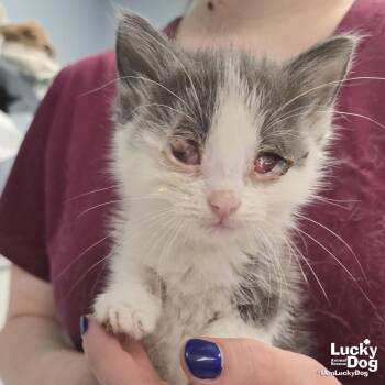 Domestic Short Hair Cats Available for Adoption in Washington, District Of Columbia - Little Apricot | PetCurious