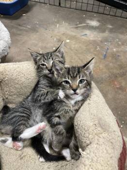 Lucien -  Domestic Medium Hair Cat for Adoption in Newnan, Georgia - Lucien | PetCurious