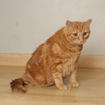 Gwenna** C70441 -  Domestic Short Hair Cat for Adoption in Minnetonka, Minnesota - Gwenna** C70441 | PetCurious
