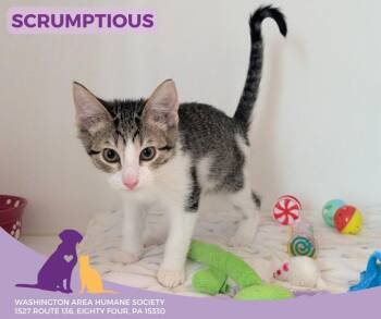 Rescue Domestic Short Hair Cats for Adoption in Eighty Four, Pennsylvania - Scrumptious | PetCurious