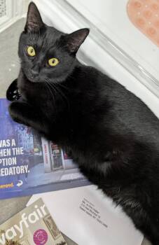 Rescue Domestic Short Hair Cats for Adoption - Pickles | PetCurious