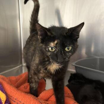 Dior -  Domestic Short Hair Cat for Adoption in Leander, Texas - Dior | PetCurious