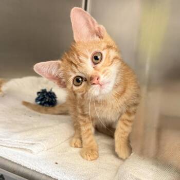 Burp -  Domestic Short Hair Cat for Adoption in Palm Springs, California - Burp | PetCurious