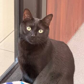 Domestic Short Hair Cats Available for Adoption - Flash | PetCurious