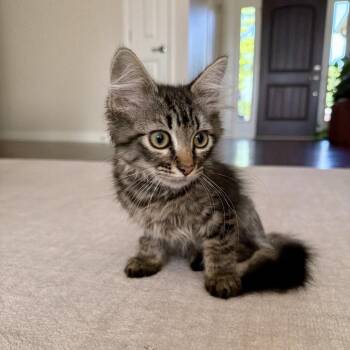 Bel -  Domestic Long Hair Cat for Adoption in Columbia, Missouri - Bel | PetCurious