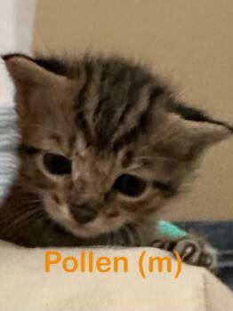 Domestic Short Hair Cats Available for Adoption in New Bern, North Carolina - POLLEN Kitten (m) | PetCurious