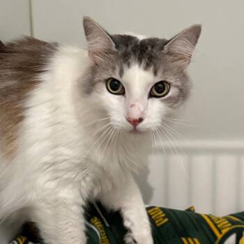 Joey -  Domestic Long Hair Cat for Adoption in Port Angeles, Washington - Joey | PetCurious