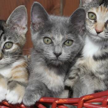 Rescue Domestic Short Hair Cats for Adoption in Santa Rosa, California - Calliope | PetCurious