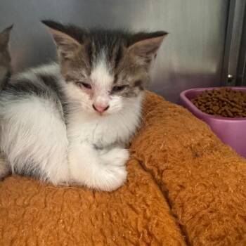 Goanna -  Domestic Short Hair Cat for Adoption in South Haven, Michigan - Goanna | PetCurious