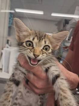 Bugsy -  Domestic Medium Hair and Domestic Short Hair Cat for Adoption in Shreveport, Louisiana - Bugsy | PetCurious