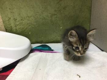 Domestic Short Hair Cats Available for Adoption in Riverside, California - CASHMERE | PetCurious