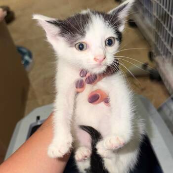 Super Goop -  Domestic Short Hair Cat for Adoption - Super Goop | PetCurious