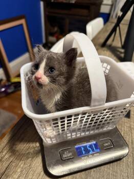 Domestic Medium Hair Cats Available for Adoption in Virginia Beach, Virginia - Quake 