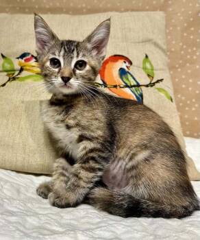 Bookmark -  Domestic Short Hair Cat for Adoption in Groveland, Massachusetts - Bookmark | PetCurious